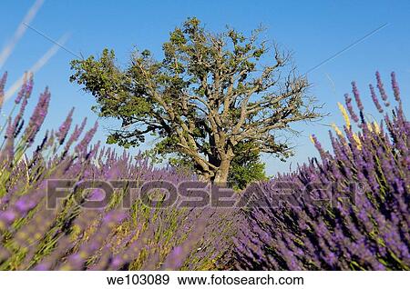 Lavender field in full blossom at Plateau de Valensole, Alpes-de-Haute-Provence, Provence-Alpes-Côte d´Azur, France View Large Photo Image Stock Photo - Lavender field in full blossom at Plateau de Valensole, Alpes-de-Haute-Provence, Provence-Alpes-Côte d´Azur, France. Fotosearch