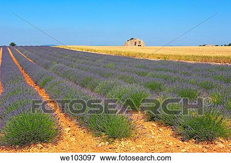 Lavender field in full blossom at Plateau de Valensole, Alpes-de-Haute-Provence, Provence-Alpes-Côte d´Azur, France View Large Photo Image Stock Photo - Lavender field in full blossom at Plateau de Valensole, Alpes-de-Haute-Provence, Provence-Alpes-Côte d´Azur, France. Fotosearch