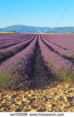 Stock Photo - Lavender field in full blossom at Plateau de Valensole, Alpes-de-Haute-Provence, Provence-Alpes-Côte d´Azur, France. Fotosearch