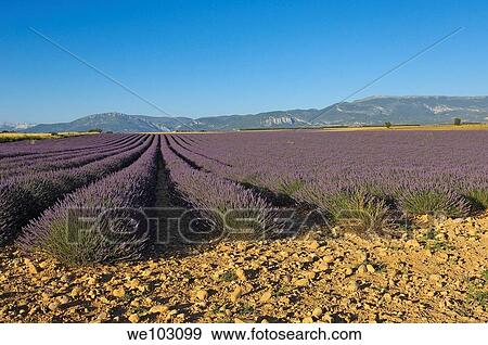 Lavender field in full blossom at Plateau de Valensole, Alpes-de-Haute-Provence, Provence-Alpes-Côte d´Azur, France View Large Photo Image Stock Photo - Lavender field in full blossom at Plateau de Valensole, Alpes-de-Haute-Provence, Provence-Alpes-Côte d´Azur, France. Fotosearch