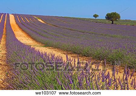 Lavender field in full blossom at Plateau de Valensole, Alpes-de-Haute-Provence, Provence-Alpes-Côte d´Azur, France View Large Photo Image Stock Photo - Lavender field in full blossom at Plateau de Valensole, Alpes-de-Haute-Provence, Provence-Alpes-Côte d´Azur, France. Fotosearch