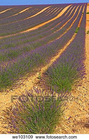 Lavender field in full blossom at Plateau de Valensole, Alpes-de-Haute-Provence, Provence-Alpes-Côte d´Azur, France View Large Photo Image Stock Photo - Lavender field in full blossom at Plateau de Valensole, Alpes-de-Haute-Provence, Provence-Alpes-Côte d´Azur, France. Fotosearch