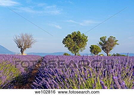 Lavender field in full blossom at Plateau de Valensole, Alpes-de-Haute-Provence, Provence-Alpes-Côte d´Azur, France View Large Photo Image Stock Photograph - Lavender field in full blossom at Plateau de Valensole, Alpes-de-Haute-Provence, Provence-Alpes-Côte d´Azur, France. Fotosearch