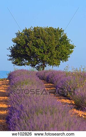 Lavender field in full blossom at Plateau de Valensole, Alpes-de-Haute-Provence, Provence-Alpes-Côte d´Azur, France View Large Photo Image Stock Photograph - Lavender field in full blossom at Plateau de Valensole, Alpes-de-Haute-Provence, Provence-Alpes-Côte d´Azur, France. Fotosearch