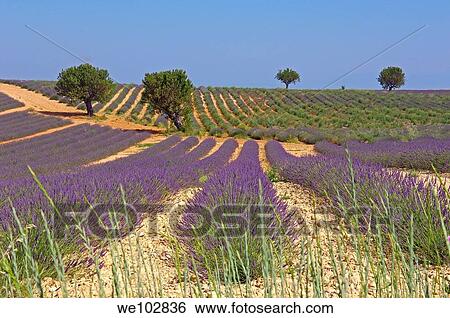 Lavender field in full blossom at Plateau de Valensole, Alpes-de-Haute-Provence, Provence-Alpes-Côte d´Azur, France View Large Photo Image Stock Photograph - Lavender field in full blossom at Plateau de Valensole, Alpes-de-Haute-Provence, Provence-Alpes-Côte d´Azur, France. Fotosearch