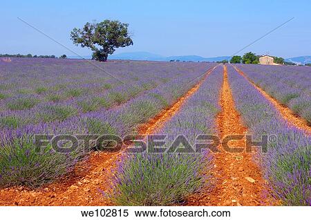 Lavender field in full blossom at Plateau de Valensole, Alpes-de-Haute-Provence, Provence-Alpes-Côte d´Azur, France View Large Photo Image Stock Photography - Lavender field in full blossom at Plateau de Valensole, Alpes-de-Haute-Provence, Provence-Alpes-Côte d´Azur, France. Fotosearch