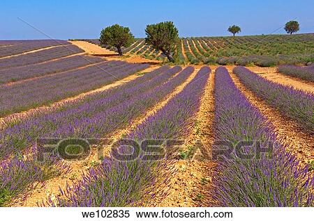 Lavender field in full blossom at Plateau de Valensole, Alpes-de-Haute-Provence, Provence-Alpes-Côte d´Azur, France View Large Photo Image Stock Photography - Lavender field in full blossom at Plateau de Valensole, Alpes-de-Haute-Provence, Provence-Alpes-Côte d´Azur, France. Fotosearch