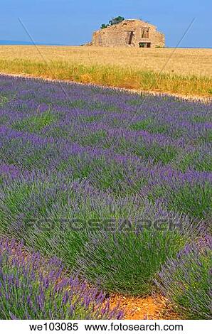 Stock Photography - Lavender field in full blossom at Plateau de Valensole, Alpes-de-Haute-Provence, Provence-Alpes-Côte d´Azur, France. Fotosearch