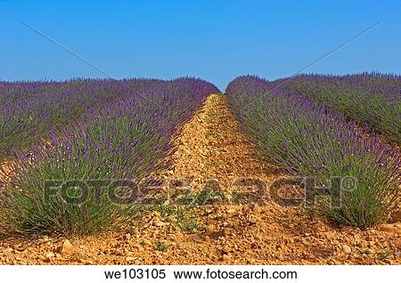 Lavender field in full blossom at Plateau de Valensole, Alpes-de-Haute-Provence, Provence-Alpes-Côte d´Azur, France View Large Photo Image Stock Photography - Lavender field in full blossom at Plateau de Valensole, Alpes-de-Haute-Provence, Provence-Alpes-Côte d´Azur, France. Fotosearch