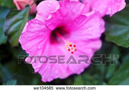 Magenta Hibiscus flower with drops of rain View Large Photo Image Stock Photography - Magenta Hibiscus flower with drops of rain. Fotosearch