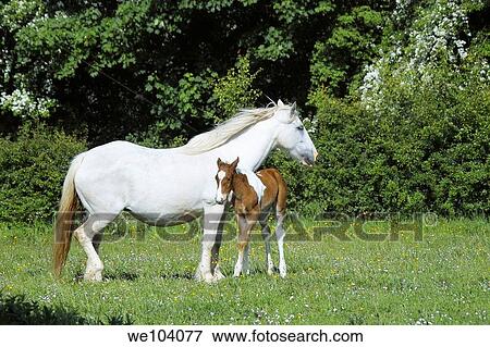 Mare and young foal View Large Photo Image Stock Photo - Mare and young foal. Fotosearch