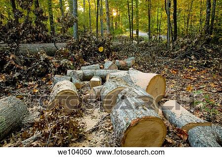 Stock Image - Oak Tree on the Ground, Cut, East Tennessee. Fotosearch