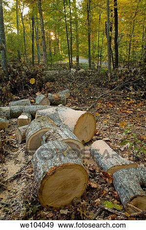 Oak Tree on the Ground, Cut, East Tennessee View Large Photo Image Stock Photo - Oak Tree on the Ground, Cut, East Tennessee. Fotosearch