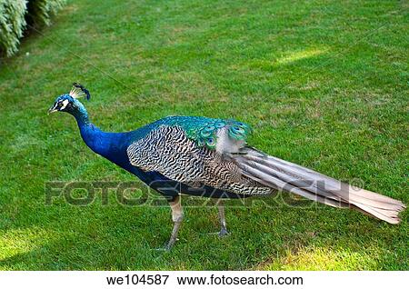 Stock Photo - Peacock blue on Isola Madre Lake Maggiore Italy. Fotosearch