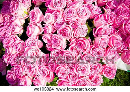 Pink roses View Large Photo Image Picture - Pink roses. Fotosearch