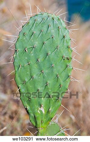 ? Prickly Pear Cactus? Elba Island, Tuscany, Ital View Large Photo Image Stock Image - ? Prickly Pear Cactus? Elba Island, Tuscany, Ital. Fotosearch