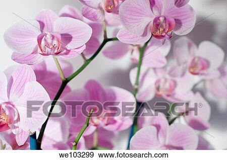 Purple orchid flower close-up View Large Photo Image Stock Photo - Purple orchid flower close-up. Fotosearch