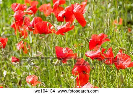 Red poppy flowers in a grass field View Large Photo Image Picture - Red poppy flowers in a grass field. Fotosearch