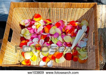 Rose petals in a basket View Large Photo Image Stock Photo - Rose petals in a basket. Fotosearch