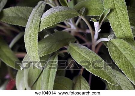Sage plant View Large Photo Image Picture - Sage plant. Fotosearch