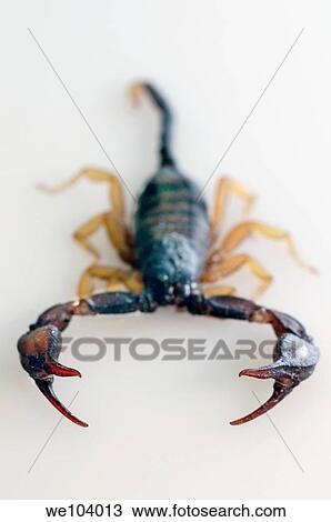 Scorpion View Large Photo Image Stock Image - Scorpion. Fotosearch