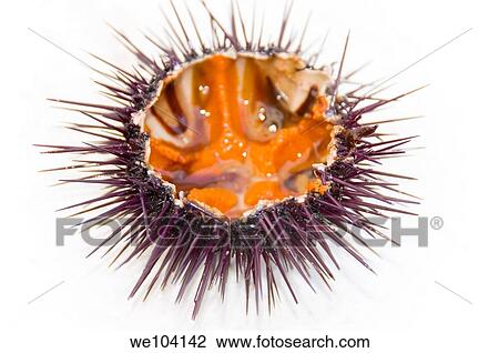 Sea urchin, close-up View Large Photo Image Stock Image - Sea urchin, close-up. Fotosearch