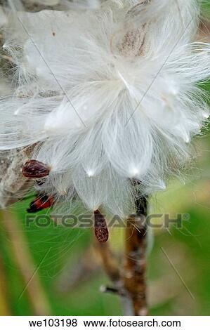 The exploding seed pod of a Milkweed plant View Large Photo Image Stock Photo - The exploding seed pod of a Milkweed plant. Fotosearch