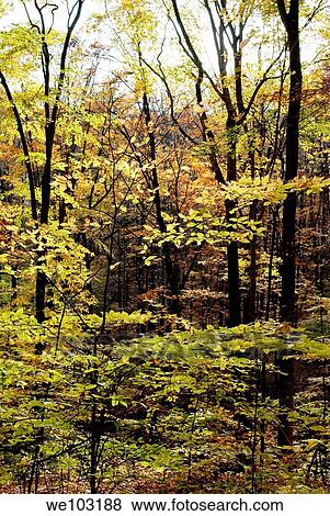 Stock Photo - The gold, orange and yellow leaves of a Fall against dark tree trunks. Fotosearch