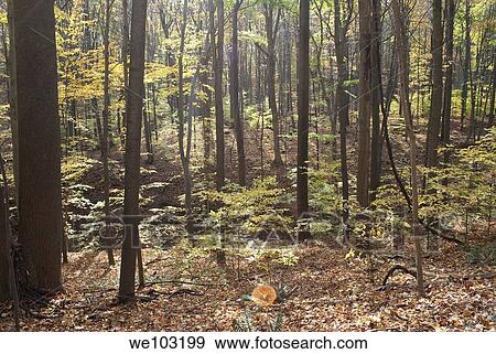 The sun comes through the fall foliage of a woodland ravine View Large Photo Image Stock Photo - The sun comes through the fall foliage of a woodland ravine. Fotosearch