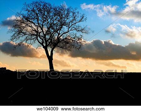 Tree in evening light Molise Italy View Large Photo Image Stock Photo - Tree in evening light Molise Italy. Fotosearch
