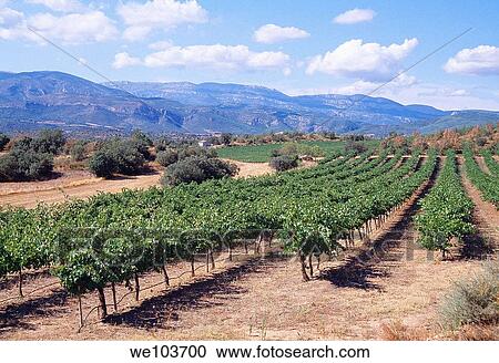 Stock Image - Vineyard Lérida province, Catalonia, Spain. Fotosearch