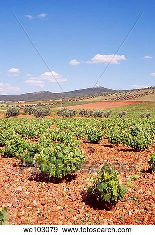 Vineyards. Valdepeñas, Ciudad Real province, Castilla La Mancha, Spain. View Large Photo Image Stock Photo - Vineyards. Valdepeñas, Ciudad Real province, Castilla La Mancha, Spain.. Fotosearch