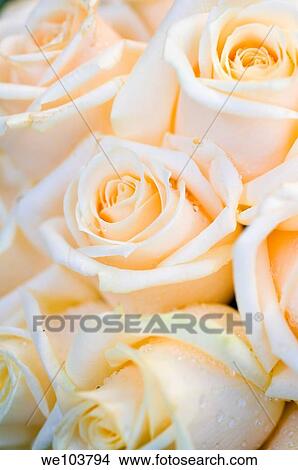 White pink roses close-up View Large Photo Image Picture - White pink roses close-up. Fotosearch