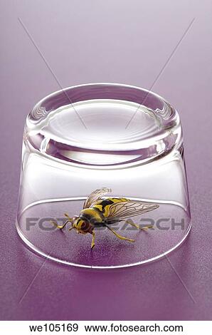A fly under a glass View Large Photo Image Stock Photo - A fly under a glass. Fotosearch