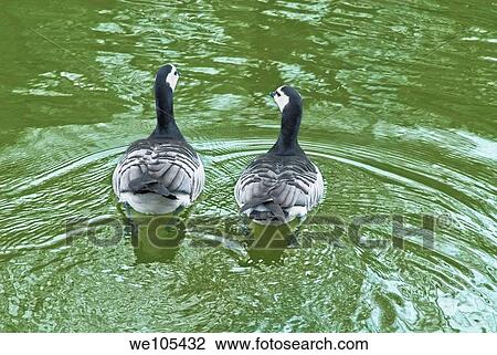 Stock Image - A pair of Canadian geese Branta canadensis, Stockholm, Sweden. Fotosearch