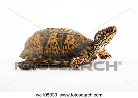 Adult Eastern Box Turtle Terrapene carolina carolina is a subspecies within a group of hinge-shelled turtles, normally called box turtles T c carolina is native to an eastern part of the United States Photographed in a studio on a white background View Large Photo Image Stock Image - Adult Eastern Box Turtle Terrapene carolina carolina is a subspecies within a group of hinge-shelled turtles, normally called box turtles T c carolina is native to an eastern part of the United States Photographed in a studio on a white background. Fotosearch