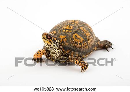 Adult Eastern Box Turtle Terrapene carolina carolina is a subspecies within a group of hinge-shelled turtles, normally called box turtles T c carolina is native to an eastern part of the United States Photographed in a studio on a white background View Large Photo Image Stock Photo - Adult Eastern Box Turtle Terrapene carolina carolina is a subspecies within a group of hinge-shelled turtles, normally called box turtles T c carolina is native to an eastern part of the United States Photographed in a studio on a white background. Fotosearch