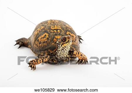 Adult Eastern Box Turtle Terrapene carolina carolina is a subspecies within a group of hinge-shelled turtles, normally called box turtles T c carolina is native to an eastern part of the United States Photographed in a studio on a white background View Large Photo Image Stock Photo - Adult Eastern Box Turtle Terrapene carolina carolina is a subspecies within a group of hinge-shelled turtles, normally called box turtles T c carolina is native to an eastern part of the United States Photographed in a studio on a white background. Fotosearch