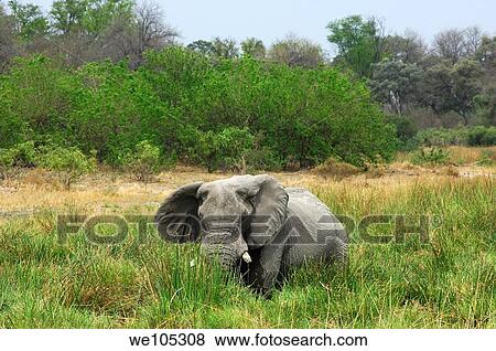 African Elephant Loxodonta africana, aged bull with worn-out tusks grazing in tall Napier Grass Pennisetum purpureum, Moremi National Park, Botswana View Large Photo Image Stock Photo - African Elephant Loxodonta africana, aged bull with worn-out tusks grazing in tall Napier Grass Pennisetum purpureum, Moremi National Park, Botswana. Fotosearch