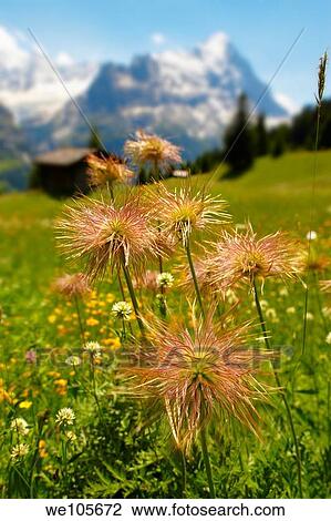 Stock Image - Alpine Avens Seed heads Alpine summer meadow Bernese Alps. Fotosearch