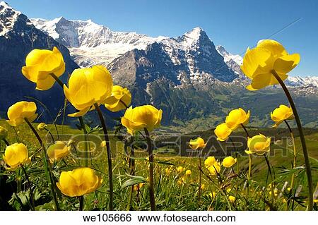 Alpine Globeflower Trollius Europaeus meadows at 6000ft 2500Mts with the Eiger behind First, Grindelwald, Bernese alps View Large Photo Image Stock Photograph - Alpine Globeflower Trollius Europaeus meadows at 6000ft 2500Mts with the Eiger behind First, Grindelwald, Bernese alps. Fotosearch