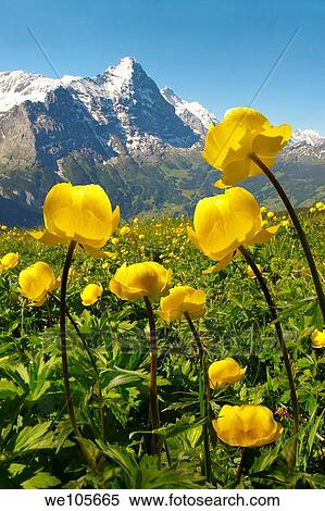 Alpine Globeflower Trollius Europaeus meadows at 6000ft 2500Mts with the Eiger behind First, Grindelwald, Bernese alps View Large Photo Image Stock Photography - Alpine Globeflower Trollius Europaeus meadows at 6000ft 2500Mts with the Eiger behind First, Grindelwald, Bernese alps. Fotosearch