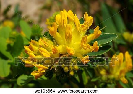 Alpine Kidney Vetch anthyllis vulneraria - Brenese Alps, Switzerland View Large Photo Image Picture - Alpine Kidney Vetch anthyllis vulneraria - Brenese Alps, Switzerland. Fotosearch