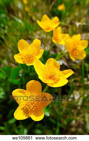 Alpine Marsh Marigolds Caltha Palustris Faulhorn Mountain, Bernese Alps Switzerland View Large Photo Image Stock Image - Alpine Marsh Marigolds Caltha Palustris Faulhorn Mountain, Bernese Alps Switzerland. Fotosearch