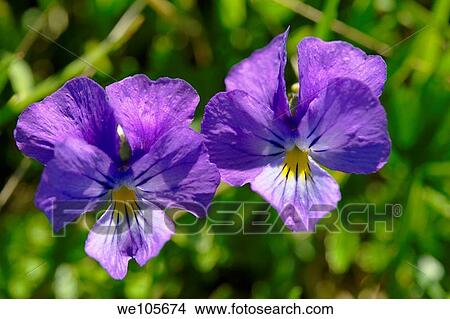Picture - Alpine meadow violet Swiss Alps Switzerland Europe. Fotosearch
