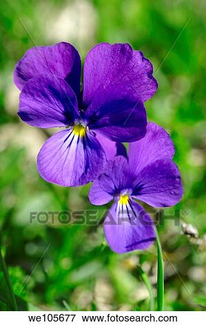 Stock Photo - Alpine meadow violet Swiss Alps Switzerland Europe. Fotosearch