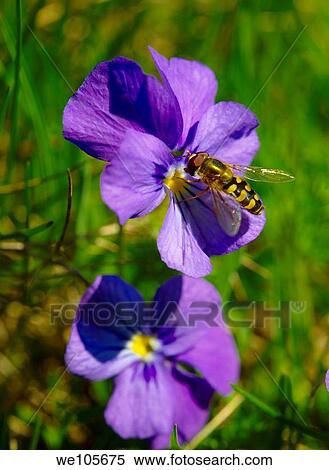Stock Photography - Alpine meadow violet Swiss Alps Switzerland Europe. Fotosearch
