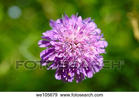 Alpine Scabious Cephalaria Alpina Wild meadow flower - Grindelwald Switzerland View Large Photo Image Stock Photo - Alpine Scabious Cephalaria Alpina Wild meadow flower - Grindelwald Switzerland. Fotosearch