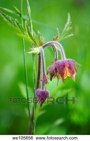 alpine water avens geum rivale Grindelwald bort, bernese alps switzerland europe View Large Photo Image Stock Photograph - alpine water avens geum rivale Grindelwald bort, bernese alps switzerland europe. Fotosearch