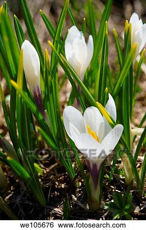 Alpine White Crocus meadow flower - Crocus Albiflorus - Grindelwald Switzerland View Large Photo Image Stock Photograph - Alpine White Crocus meadow flower - Crocus Albiflorus - Grindelwald Switzerland. Fotosearch